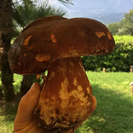 Il Cavaliere Manocalzati