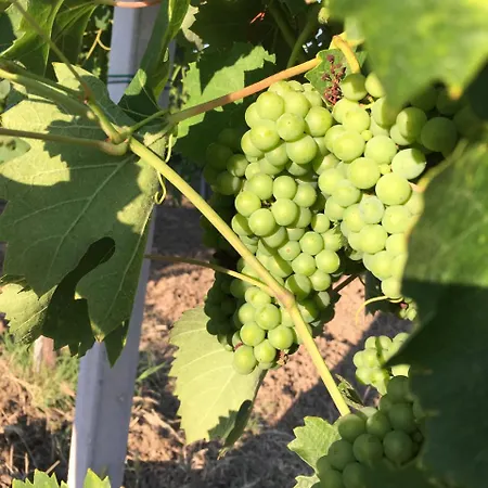 Il Cavaliere Vakantieboerderij