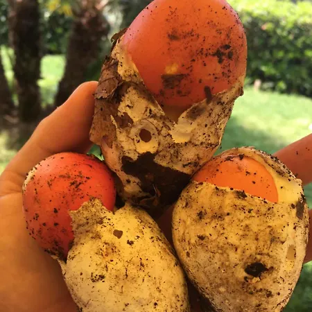 Il Cavaliere Vakantieboerderij Manocalzati