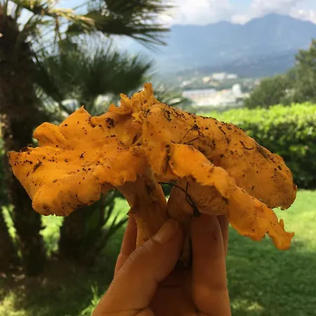 Vakantieboerderij Il Cavaliere *