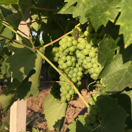 Vakantieboerderij Il Cavaliere Manocalzati